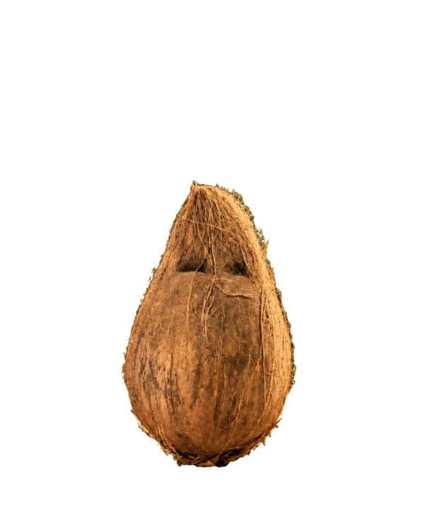COCONUT with Shell and water
